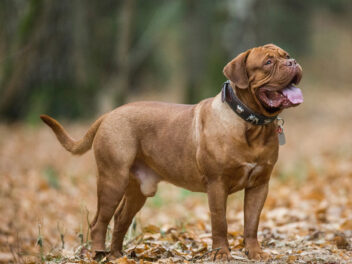 5 races de chien qui sont les plus musclées et athlétiques