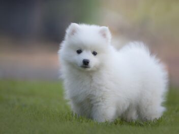 4 races de chien qui devraient être plus populaires