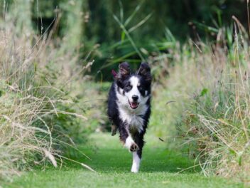 5 races de chien qui essaient de prendre la fuite