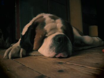 5 races de chien qui vont prendre beaucoup de place sur le canapé