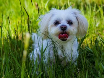 5 races de chien qui ont besoin de leur propre espace
