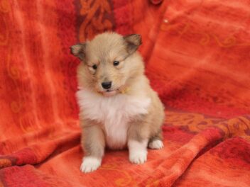 4 races de chien qui sont les plus prudentes