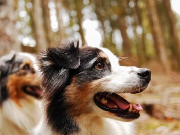 5 races de chien que tout le monde aime