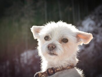 4 races de chien qui seront toujours dans vos jambes