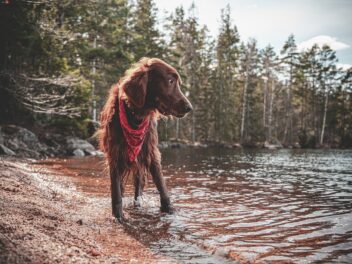 5 races de chien qui vivent à cent à l’heure