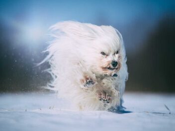 18 races de petits chiens qui supportent bien le froid