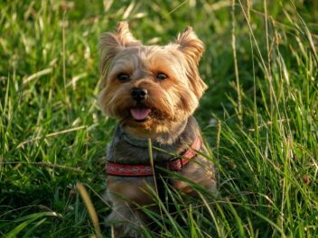 Un yorkshire de 14 ans volé par un cambrioleur retrouvé et réuni avec sa famille