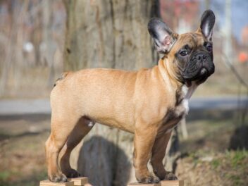 Miles Teller danse avec un Bouledogue français dans une publicité pour le Super Bowl