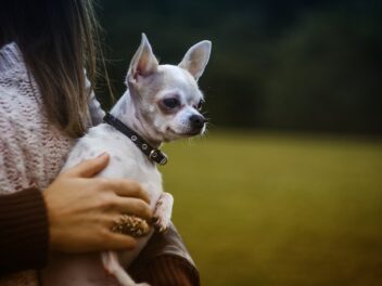 Un chien disparu retrouvé 7 ans après sa disparition