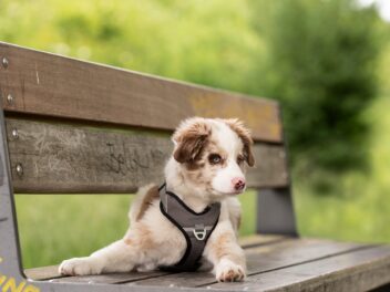 5 races de chien en vogue en ce moment