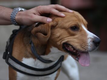 Un beagle disparu retrouvé à 1 000 km de son domicile, huit ans après sa disparition