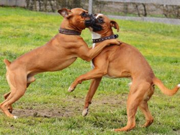 4 races de chien qui sont les plus vives