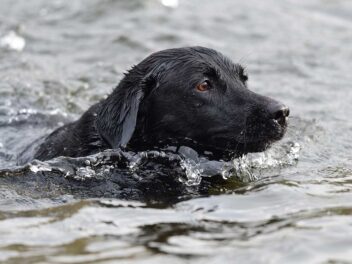 Un chien attaque un requin dans les eaux des Bahamas