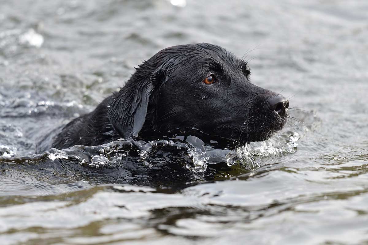 Un chien attaque un requin dans les eaux des Bahamas