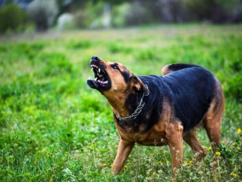 Les législateurs veulent interdire aux criminels d&rsquo;avoir des chiens méchants