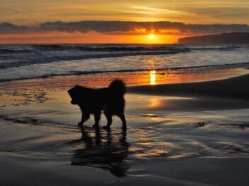 Un chien meurt après avoir mangé une plante échouée sur le rivage