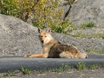 Un chien secouru après avoir couru pendant des mois avec une meute de coyotes