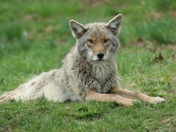 La saison des amours aggrave le problème des coyotes dans le Massachusetts