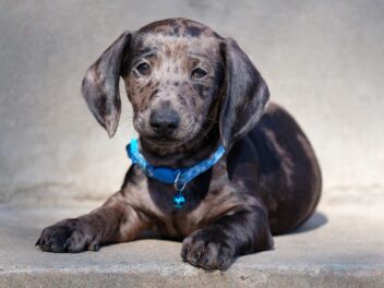 Voici les 8 races de chien qui sont les plus entêtées