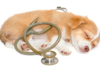 7 façons de gérer le deuil après la perte d&rsquo;un animal de compagnie