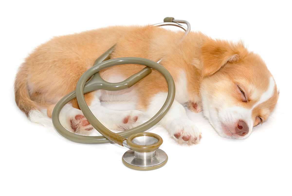 7 façons de gérer le deuil après la perte d&rsquo;un animal de compagnie