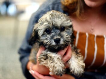 Les noms de chiots les plus célèbres au Royaume-Uni sont révélés