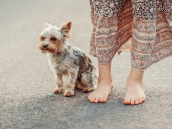 5 races de chien qui vont vous accompagner dans vos déplacements