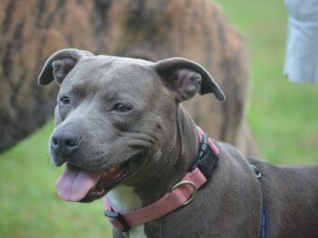 Un chien euthanasié par erreur par un refuge