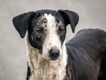 Un chien de sauvetage âgé adopté après sept ans