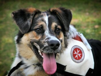 Des chiens détecteurs d&rsquo;une maladie chronique