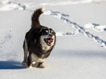 Le skijoring est le sport le plus cool pour les chiens