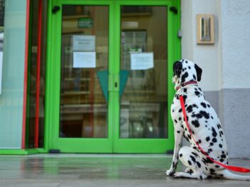 Un chien perdu revient en sonnant à la porte