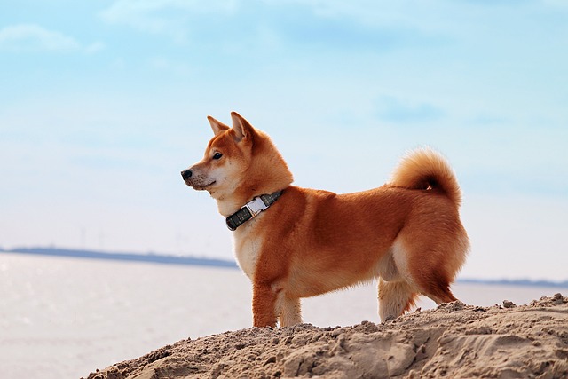 race de chien gagné en popularité