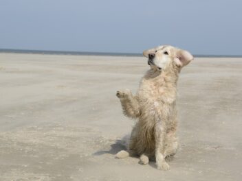 Voici 9 races de chien qui sont à l’aise dans tous les environnements