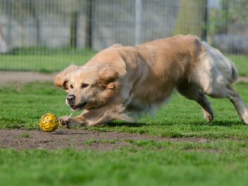 Les vidéos de chiens les plus étonnantes de la semaine