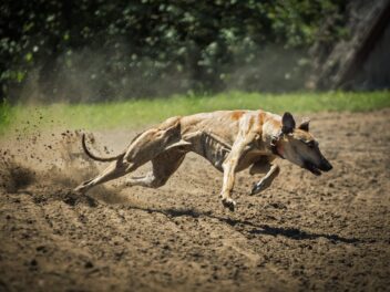 Un lévrier aide une jeune fille à surmonter sa phobie des chiens