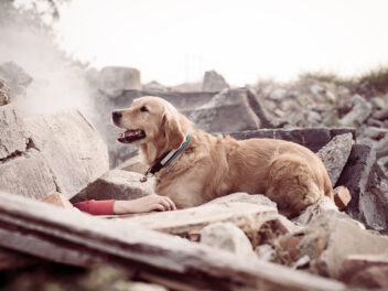 Le Mexique envoie de célèbres chiens de recherche et de sauvetage en Turquie
