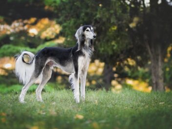 5 races de chien ravies du retour du printemps !