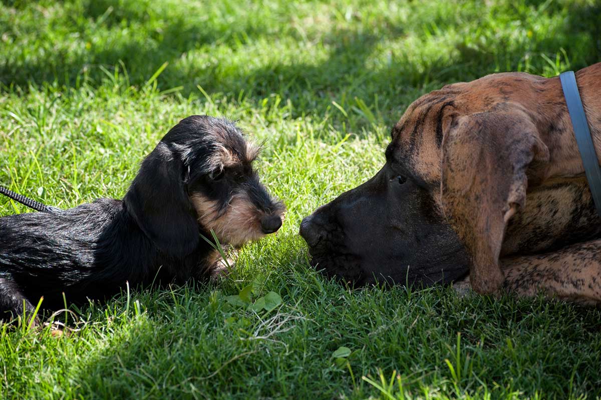 Les parents de chiens dépensent 45 000 dollars pour emmener leurs 3 chiens en jet privé