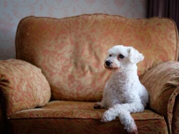 Voici 9 races de chiens les plus propres pour les maitres maniaques