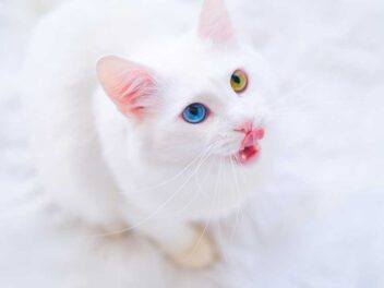 4 races de chat qui sont les plus farouches