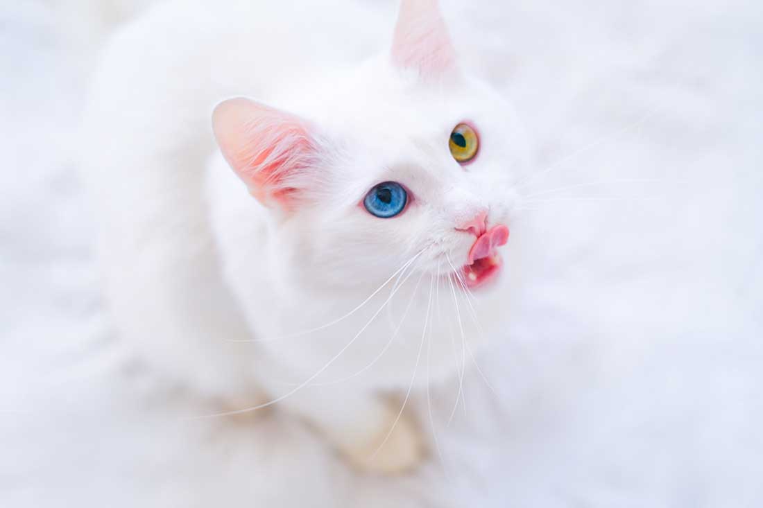 4 races de chat qui sont les plus farouches