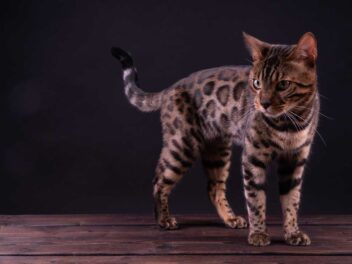 5 races de chat qui ont gagné en popularité ces dernières années