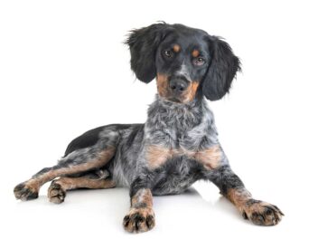 Voici les races de chien qui sont en adoration devant leur maître