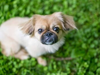 Voici 9 races de chien qui peuvent faire preuve d’agressivité