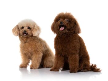 Voici les 8 races de chien qui aiment le plus avoir des contacts