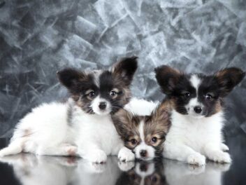 Les 10 races de chien qui adorent la présence de leur maître