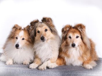 Les 10 races de chien qui sont angéliques