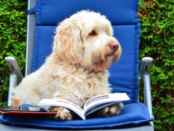 Les 10 races de chien qui ont un profond attachement pour leur maître