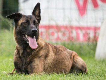 Voici 8 races de chien qui ont une très bonne condition physique